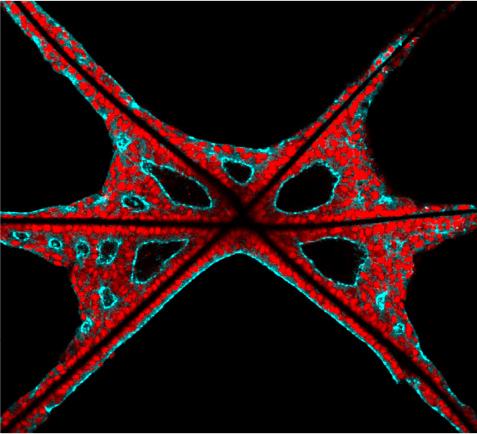 Researchers use melt electrospinning writing to make scaffolds that guide the self-organization of pluripotent stem cells into patterned arrays of embryoid bodies. @jrmstrng @sebacallens @MartinaCihova 👉 ow.ly/ITcG50PL9q4