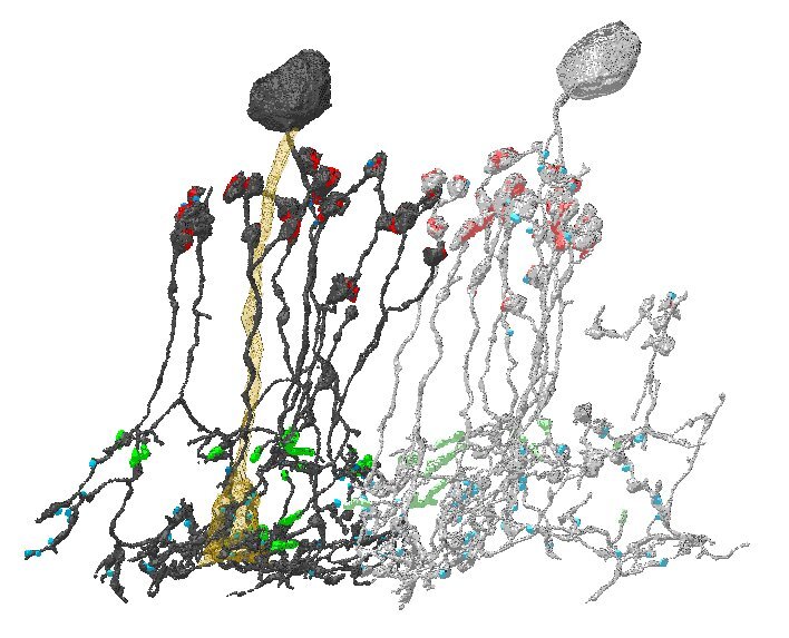 New preprint! biorxiv.org/cgi/content/sh…

Most vertebrates use rods for night vision, yet their specialized downstream circuits (rod-BCs, A2, and A17 ACs) is only found in mammals. What about non-mammals?
We investigated this using scRNA-seq, ephys, serialEM in #Zebrafish