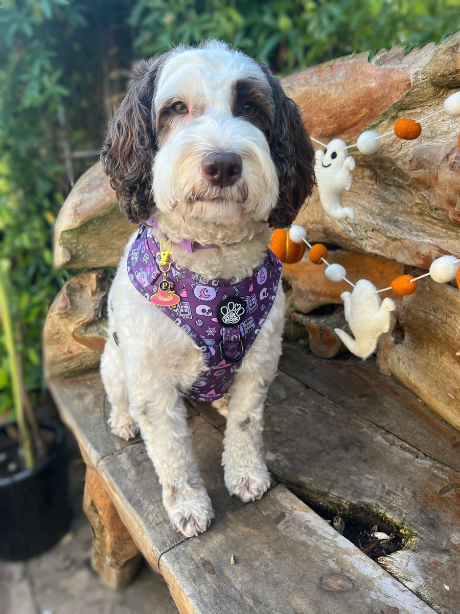 ✨We All Need A Little Magic✨

If You Could Wish For One Thing.. What Would You Ask For?!🔮

#hellobeenie #hellobeeniedreamteam #dogharness #dogsofinstagram #dogslife #stylishpup #dogharnesses #dogcollar #dogleash #magic #purpledogharness #purple #halloween #autumn #spooky