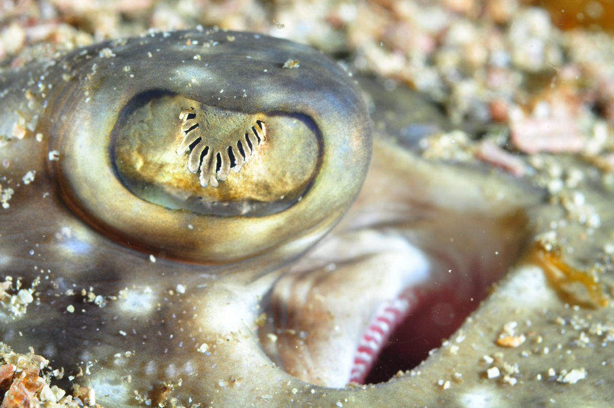 David_chirleu's tweet photo. Does anyone have a good suggestion for BRUV design to estimate the abundance of benthic rays, skates and sharks in relatively shallow waters (<30 m)? Camera type, frame, bait, etc...? https://t.co/l3oENzgSuQ