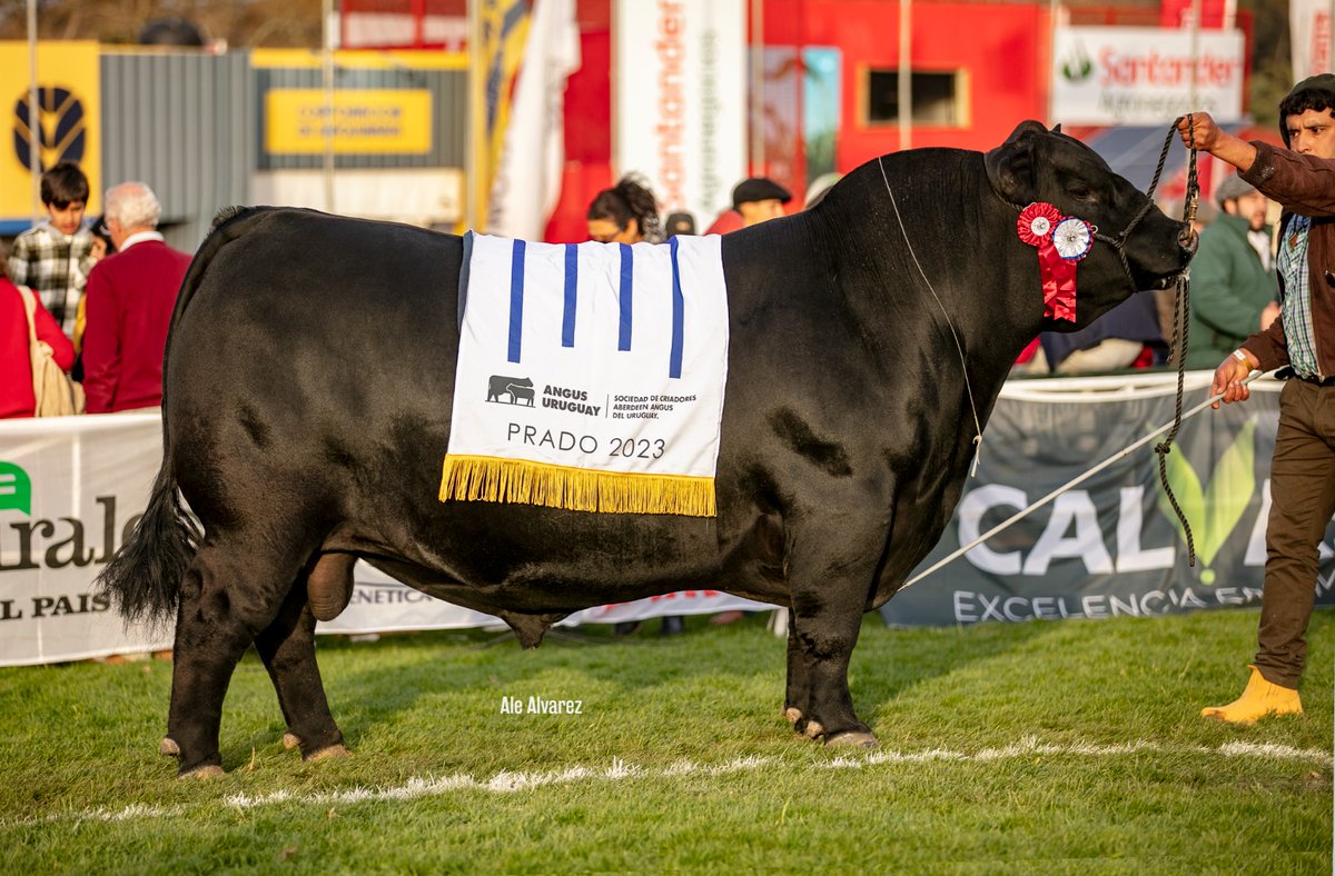 AngusUruguay's tweet photo. 🏆 GRAN CAMPEON MACHO
BRETE 270
EXPOSITOR: FRANCISCO CALVELO Y NAZARIO IRAZABAL

🎖️RESERVADO GRAN CAMPEON MACHO
BRETE 246
EXPOSITOR: BENTANCUR CORTABARRIA, JOSE MARIA

🎖️TERCER MEJOR MACHO
BRETE 226
EXPOSITOR: EUGUI BONETTO, HECTOR MARIO

@ExpoPrado https://t.co/857pMpHtLy