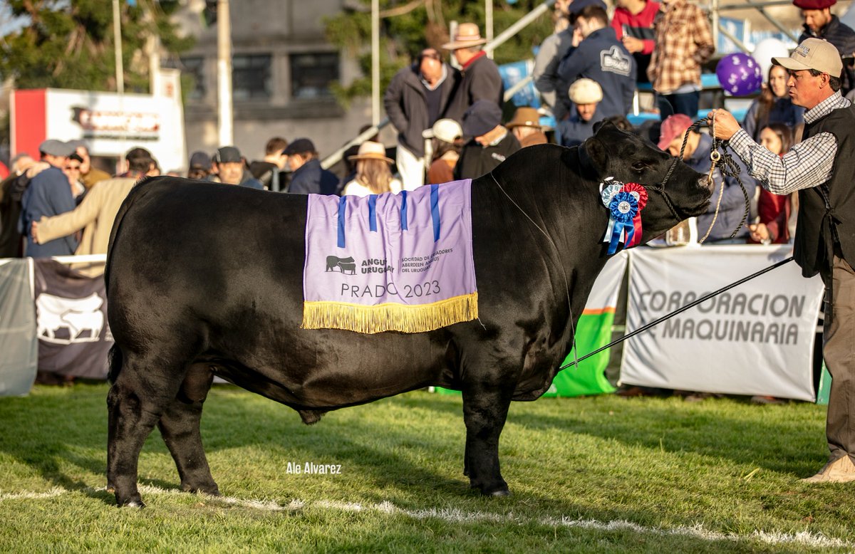 🏆 GRAN CAMPEON MACHO
BRETE 270
EXPOSITOR: FRANCISCO CALVELO Y NAZARIO IRAZABAL

🎖️RESERVADO GRAN CAMPEON MACHO
BRETE 246
EXPOSITOR: BENTANCUR CORTABARRIA, JOSE MARIA

🎖️TERCER MEJOR MACHO
BRETE 226
EXPOSITOR: EUGUI BONETTO, HECTOR MARIO

<a href="/ExpoPrado/">Rural del Prado</a>