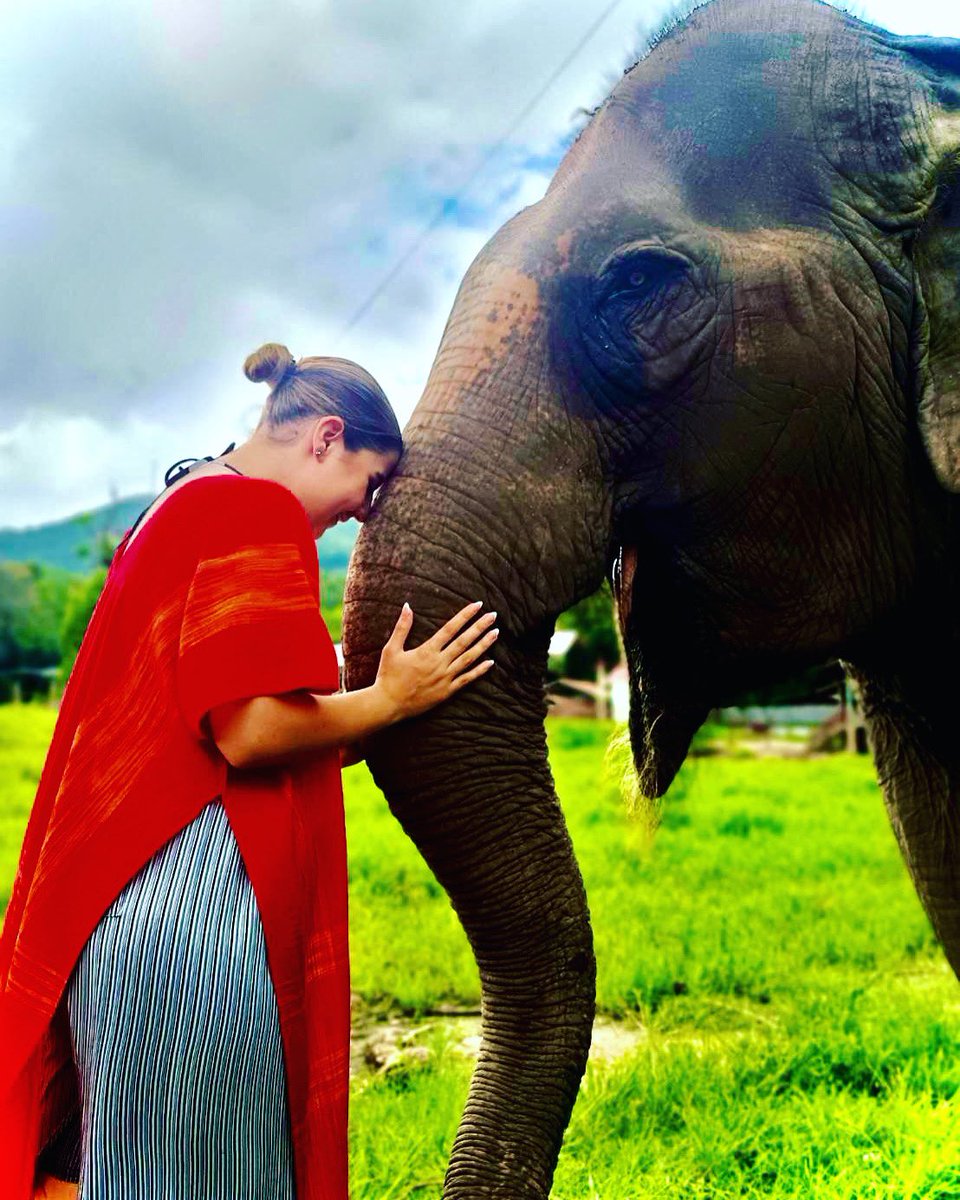 chokchai_camp's tweet photo. Elephants communicate using a wide range of vocalizations, including trumpets and rumbles. They also use infrasound, which is below the range of human hearing, to communicate over long distances. 
#Elephants #Wildlife #Nature #elephantthailand #chokchaielephantcamp #Conservation https://t.co/maBjeAaPXD