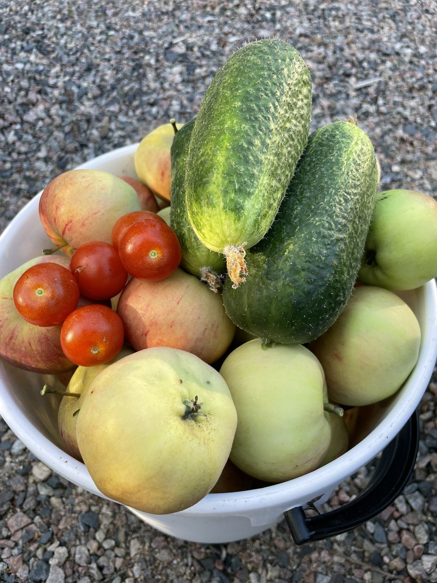 Pihalta poimittua 🍏 Today’s harvest