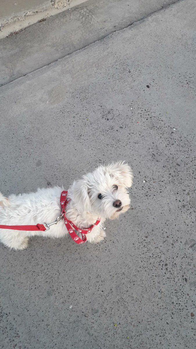 mora_malaspina's tweet photo. Peppo 💘🥺💘💘 https://t.co/SaoPiPX4rA
