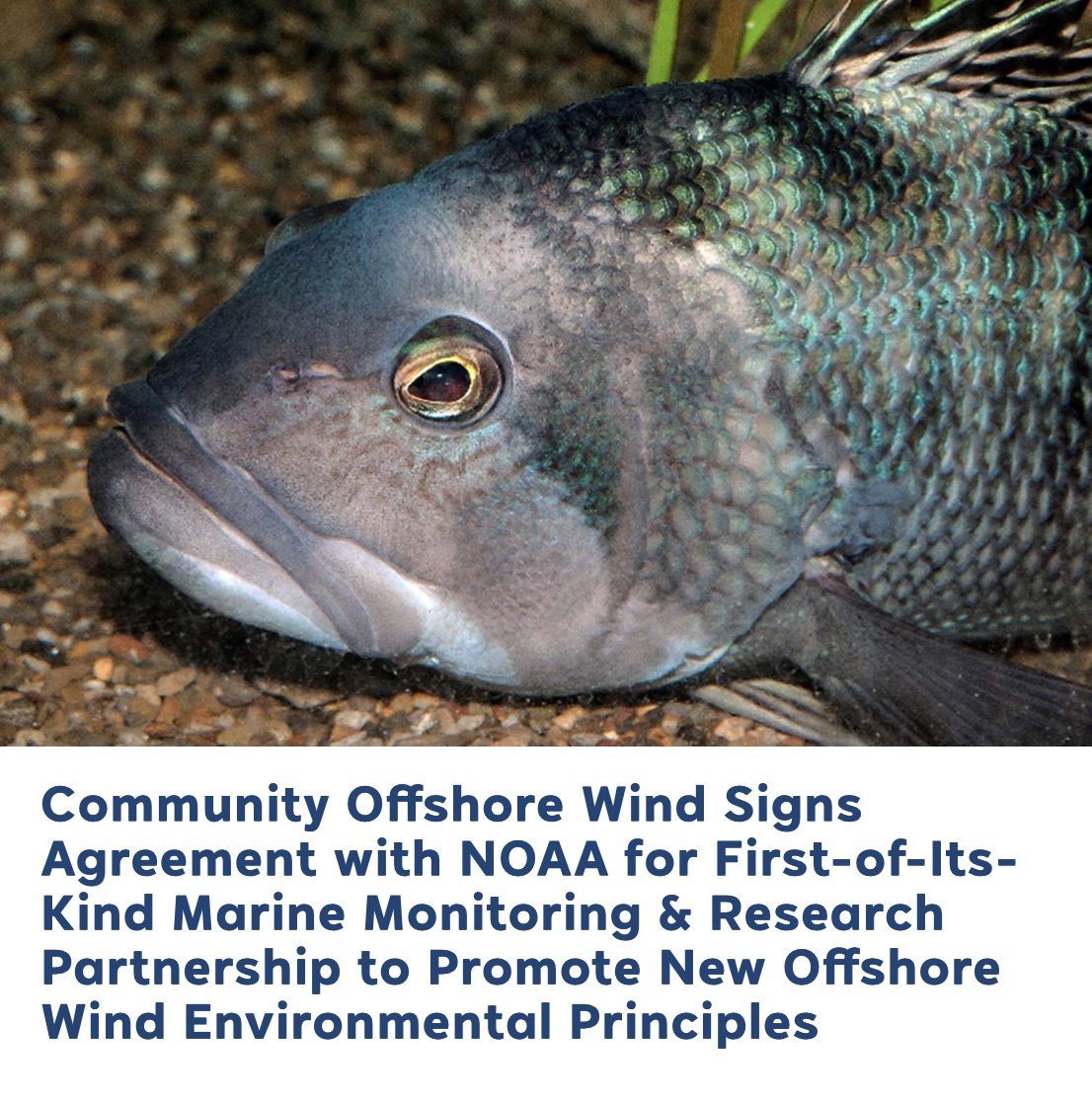 Today we announced a groundbreaking Cooperative Research and Development Agreement with <a href="/NOAA/">NOAA</a>, setting a new industry standard for transparency between developers and researchers. For the first time, an offshore wind developer will work directly with NOAA to collaborate on the