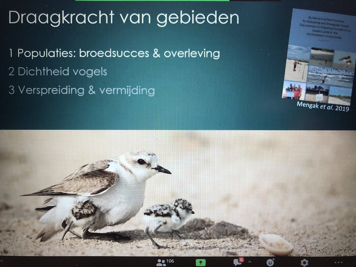 Impact van recreatie op vogels is enorm. Vele onderzoeken tonen aan dat er veel meer gebeurd in hun gedrag dan wat we zien (opvliegen). Advies in OBN webinar is om bufferzones aan te houden ipv vluchtafstanden. Permanente 'veilige' plekken instellen dus.