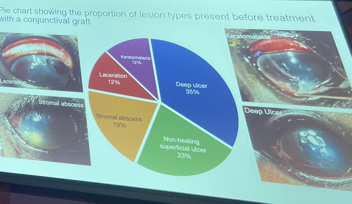 frostdales's tweet photo. Elizabeth Royce providing some interesting info on the use of corneal grafts, and associated complications, in treating a variety of ocular conditions @BEVA_news @EVJltd @CVSGroupPlc @Bellequine @EVJeditor @Levyboard #BEVA2023 #eyeforaneye #grafting https://t.co/wzmoae2q3C