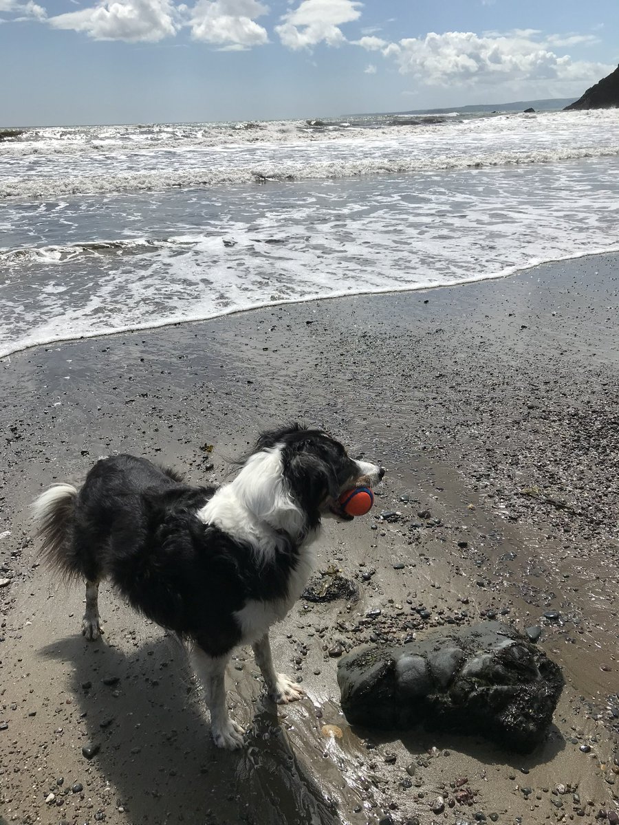 Team Blasta is a man down. Fionn, the shoutiest, daftest, loveliest dog is sadly no more 💔