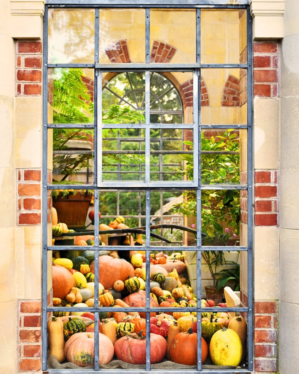 Oh my #gourd they're back! 🎃

If you've visited the Kitchen Garden these past few weeks, you'll have noticed A LOT of #pumpkins. These will soon form our iconic #autumn display - visit between Oct 21 &amp; Nov 17 to see the display in all its glory.

#NationalTrust #TyntesfieldNT