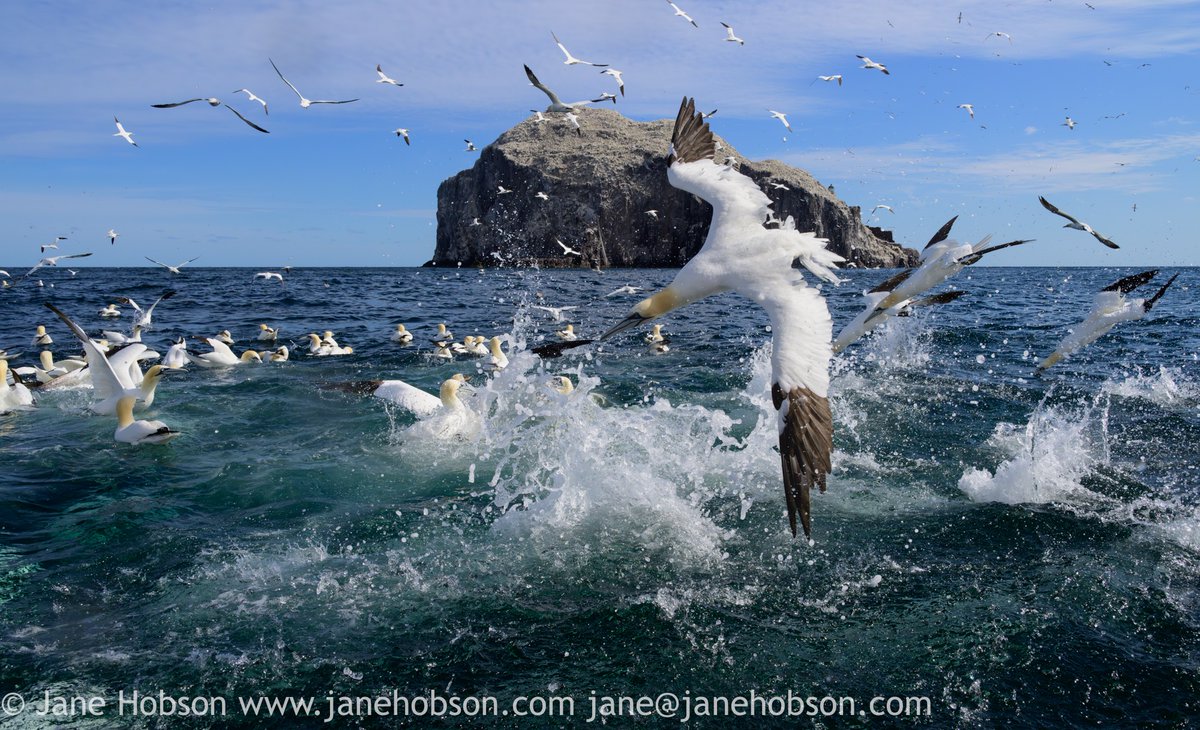 Only just starting the epic edit from yesterday's gannet diving trip, but couldn't resist sharing this 1 with the world. This time (trip 3), conditions were right to be facing the Bass Rock. Such elegant birds. #gannets #braveheart #bassrock #visitscotland #wildlifephotography