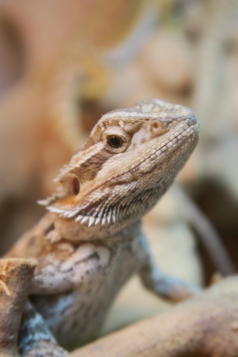 It's nearly Friday! Our Beardies look ready for the weekend! Why not pop down and say Hi to our beautiful little Bearded Dragons!

For more information please contact one of our store team on 01604 753823 ext 2📲
5-Star Animal license no: AWL0025 ⭐⭐⭐⭐⭐