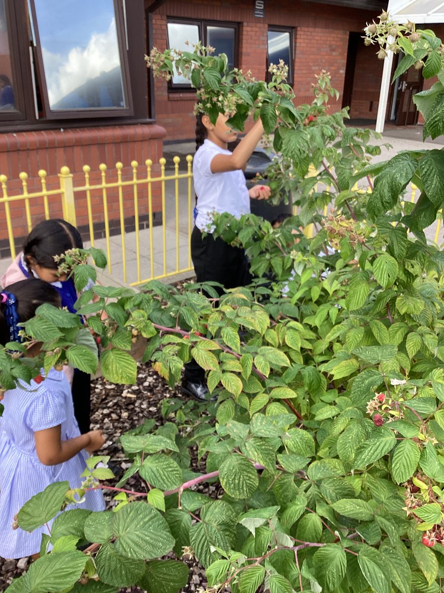Wyvern Primary School tweet media