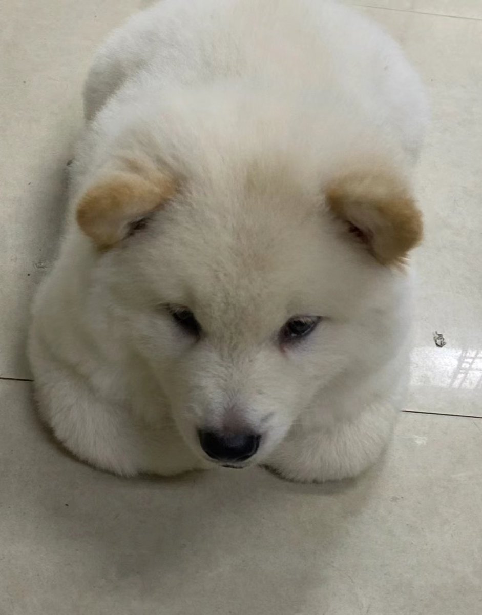 Achenjiajia's tweet photo. 你家的狗狗也揣手手吗？ https://t.co/763fgqAfRa