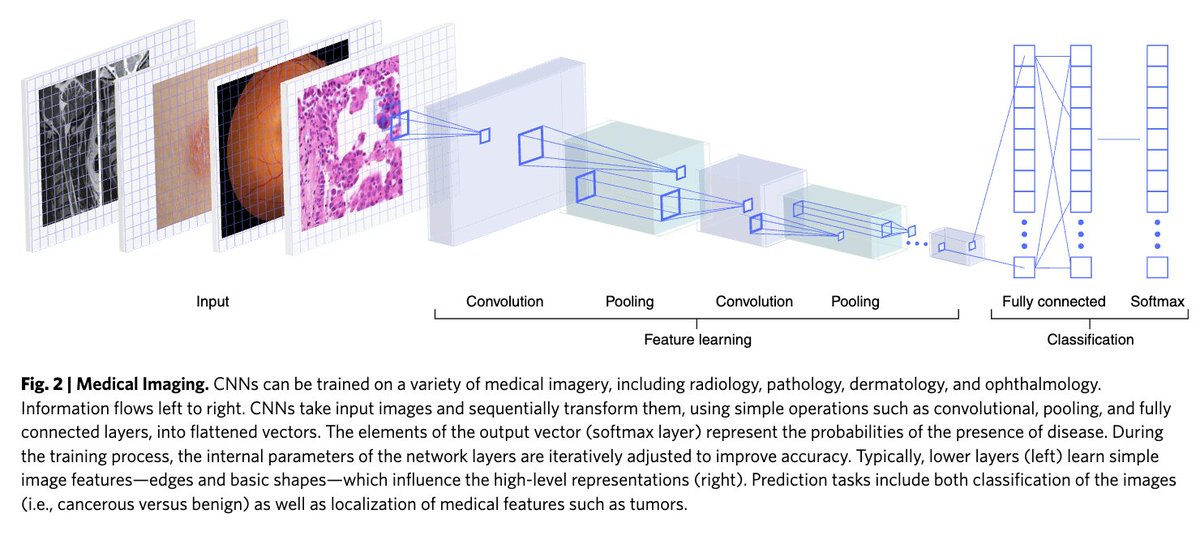 Early works from @GoogleHealth, @StanfordAIMI, & others that applied deep learning to medical imaging were a huge inspiration for me to pursue medical AI.

Thus, I'm super excited to share some of my favorite #OpenAccess biomedical computer vision models for #OpenScienceWeek! 🩻