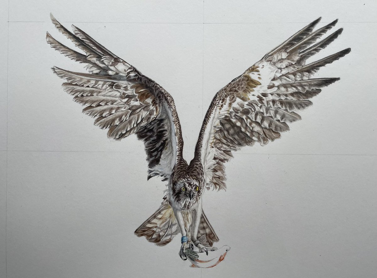 I wouldn't normally post a drawing that's this close to being done, but I've got to celebrate those wings being complete!!!!!