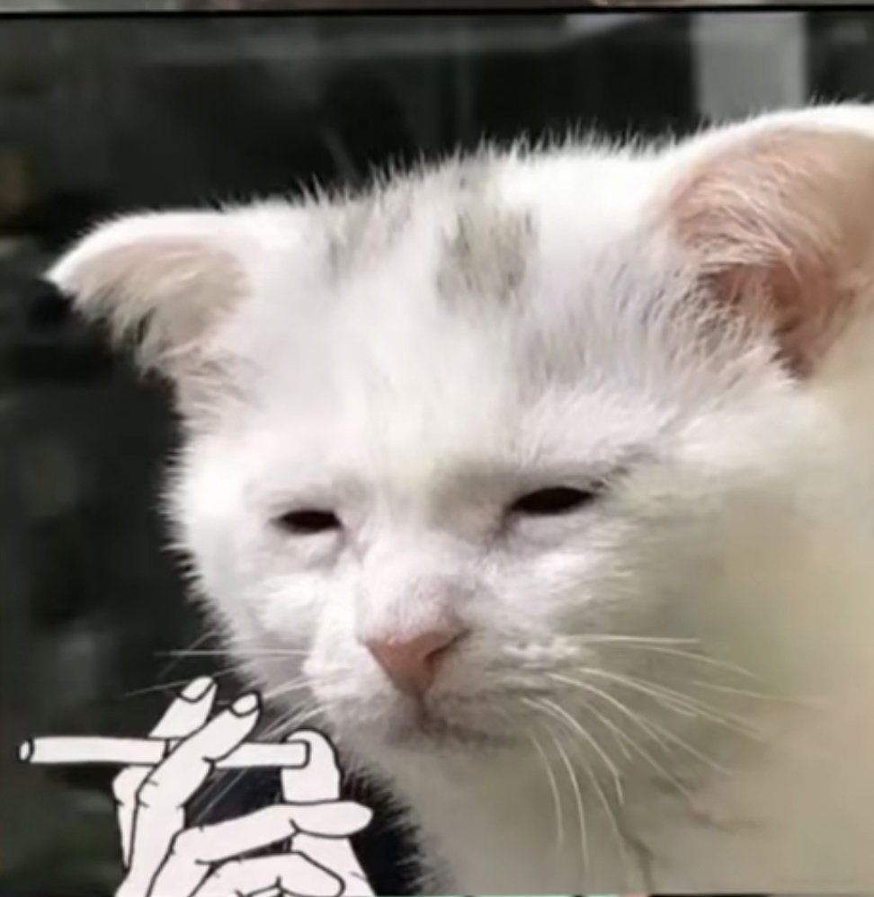 Drago🇲🇽 #LRN/#LRS tweet media