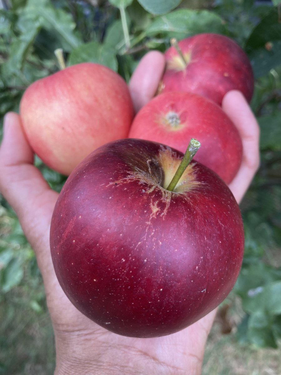 We’ve had bagsful of these fragrant red apples from our allotment tree. 
Lots of codling moth larvae damage - pheromone traps didn’t work this year - anybody else had that? But we cut out the manky bits &amp; enjoyed the rest. Now it’s mid-September, &amp; the tree is bare! #appleharvest