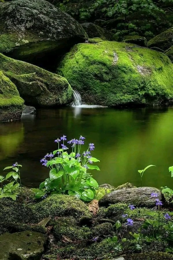 İçimizde ve çevremizde sayısız harika şey var. Onları ilgimizin nesnesi haline getirdiğimizde bizi besleyebilir ve iyileştirebilirler. Her sabah uyandığımızda bilinçli nefes alabilir ve hayatın harikalarıyla temas halinde olabiliriz.

Thik Nhat Hanh