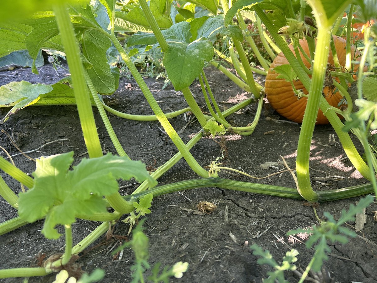 Let the pumpkin harvest begin!