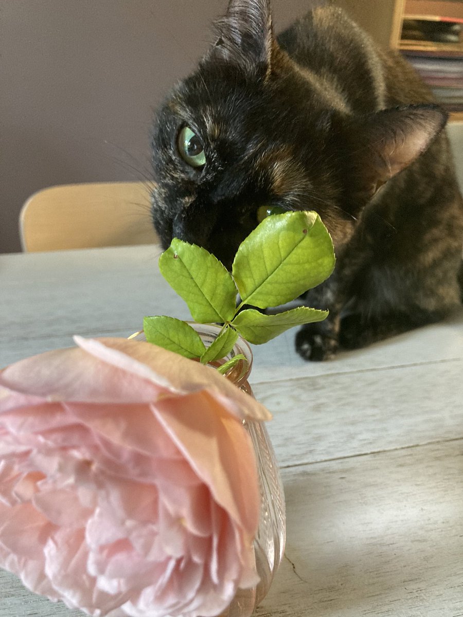 ✨✨Dr. Pounti tweet media