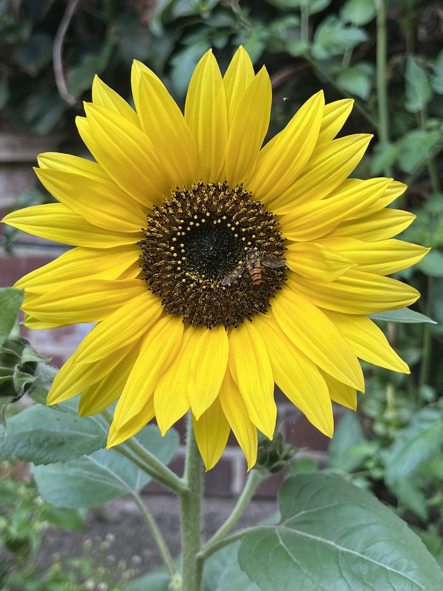 antje386's tweet photo. Hidden picture
#hiddenpicture #hidden #nature #sonnenblume #natur #sunflower #search #beautiful #insekt #insect #animal https://t.co/sAWTyL73l5