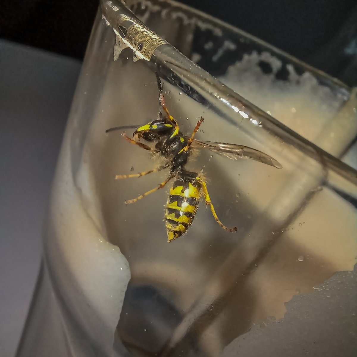 NeaMariella's tweet photo. "Insect"
14/30 #Septemberphotochallenge

#photography #PhotoChallenge #Insect https://t.co/MlvmS41S0Y
