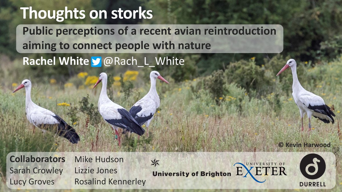 Rach_L_White's tweet photo. New paper in @PaN_BES! Public perceptions of an avian reintroduction aiming to connect people with nature. Focus: @ProjectStork in the UK. Thanks to fab co-authors @sarahlcrowley @LizzieJones42 @DrRosKennerley @DrMike_Hudson @lucyinthewild https://t.co/Xjkn5lXf7l 🧵below [1/8] https://t.co/5OugoxcX38