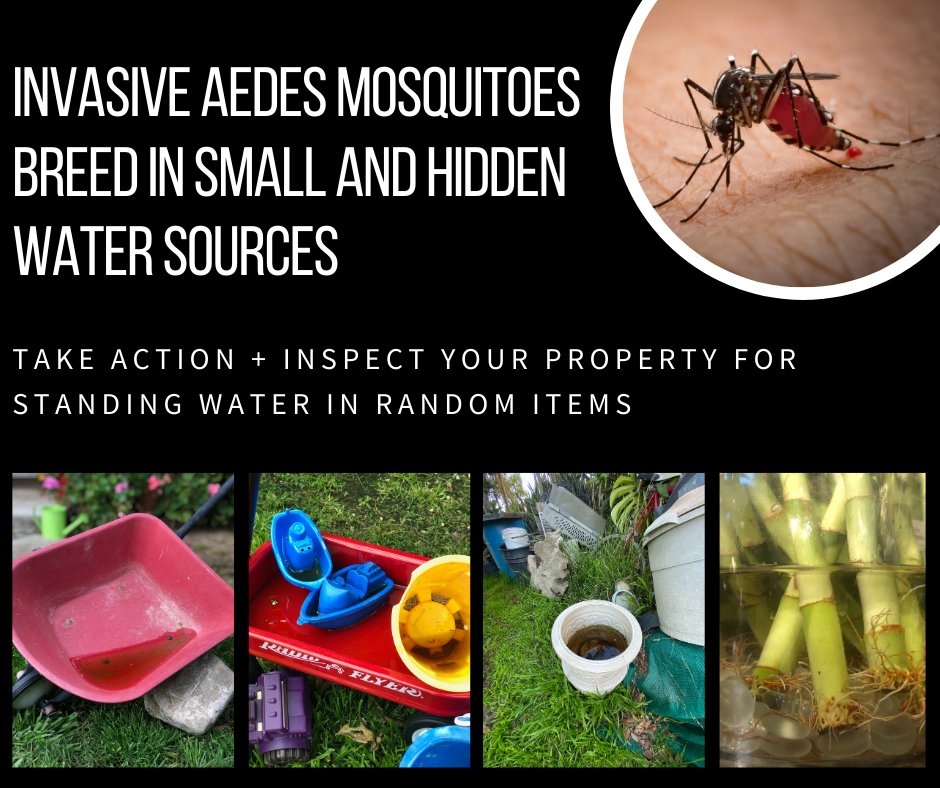 Expect to see more of those little "ankle biter" mosquitoes for the next two months.  That's right, now is the time to work with you neighbors and dump or drain all standing water in your yards.  Also, screen your yard drains with nylon window mesh. #Mosquito  #anklebiter