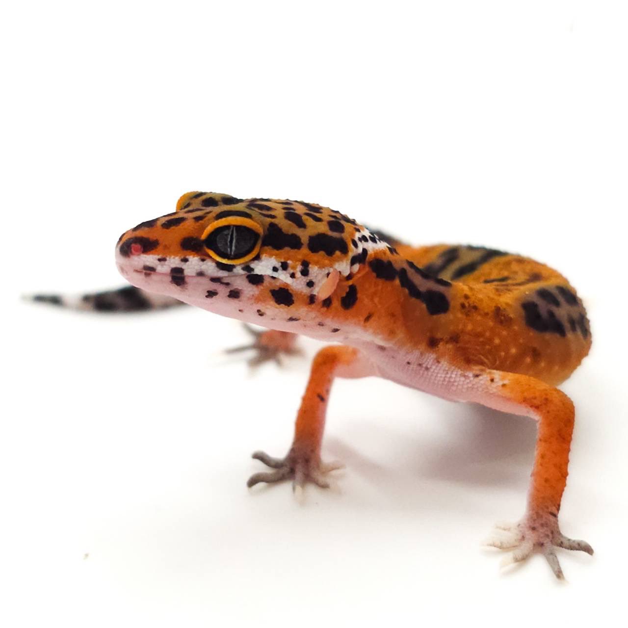 LUCK UP Reptiles🦎爬虫類ショップ🦎 on X: 
