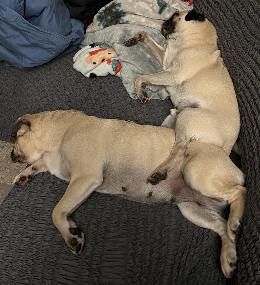 TychoPug's tweet photo. The struggle is real 🐾❤️

#TychoPug #SophiaPuggle #centralohiopugclub #Puglife #pug #pugsoftwitter #dog  #dogsoftwitter https://t.co/hMdfqz1ULR