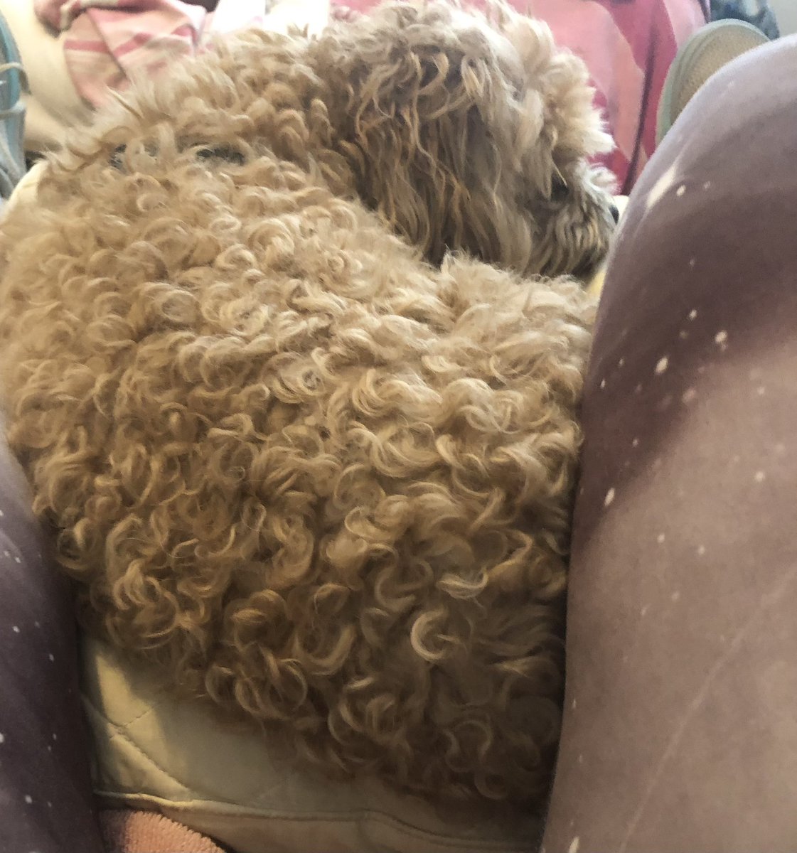 sandysemerad's tweet photo. @StephenKing My fur baby Elvis does this during a storm. 🐾 https://t.co/JeKjcggT2g