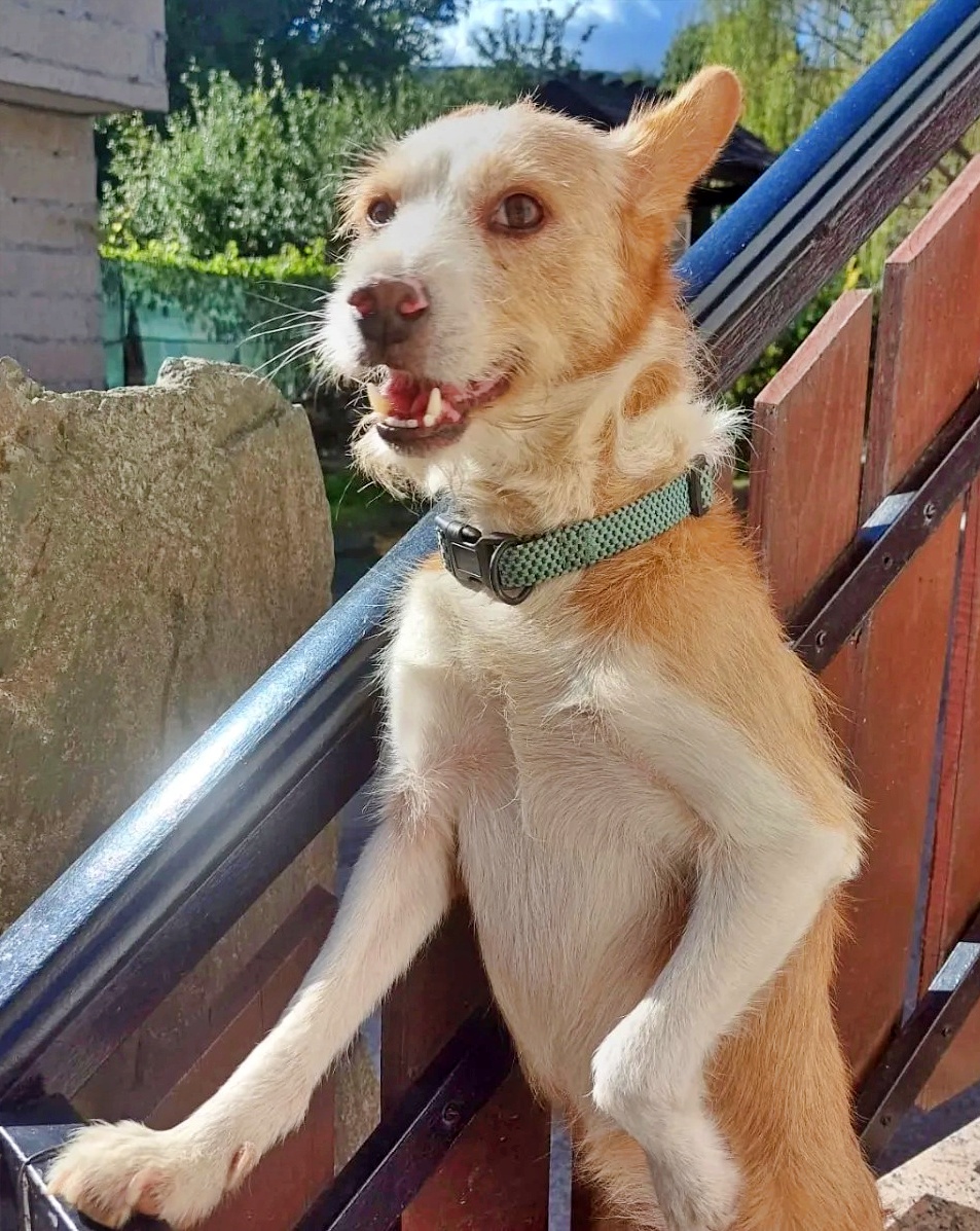 #Ourense 
Nos piden ayuda para difundir a este pequeño de unos 7 añitos.

Su dueño se murió en enero, se hizo cargo de él otro pariente pero también ha fallecido recientemente y si no se le encuentra otra familia irá a una perrera...
El pobre no puede tener peor suerte, necesita