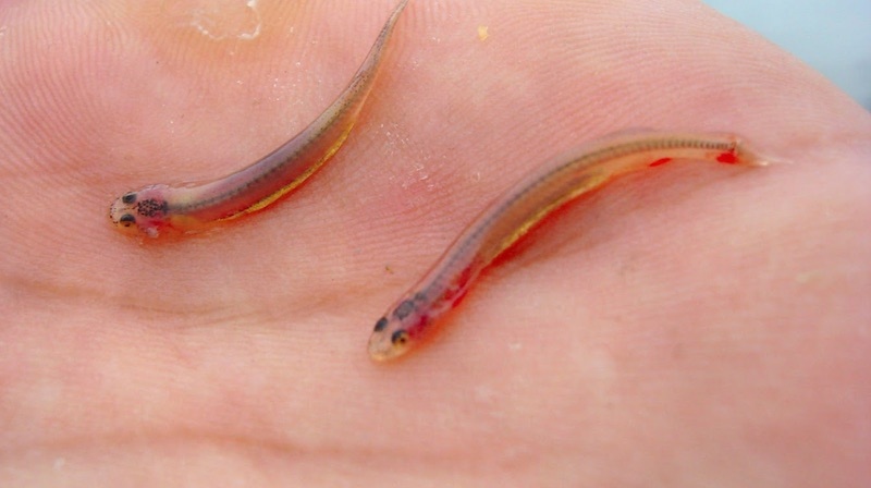 TCWTMedia's tweet photo. Cross your legs!The candiru fish's ability to swim up a human's urethra is a terrifying fact on this Thursday. #terrifyingthursday https://t.co/nAUVEiPQKF