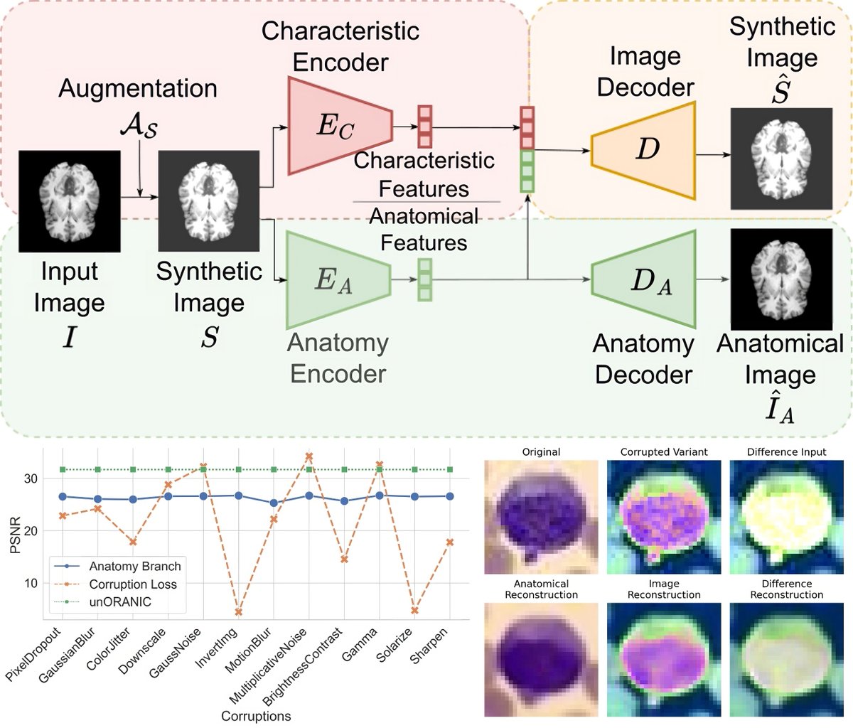 🎉Excited to share our paper at #MICCAI23 #MLMI: "unORANIC", an unsupervised orthogonalization of anatomy and image characteristics. 

👀No need for domain knowledge
👊Improved robustness against corruption

Prep.: arxiv.org/abs/2308.15507
Source: github.com/sdoerrich97/un…

@xAILab