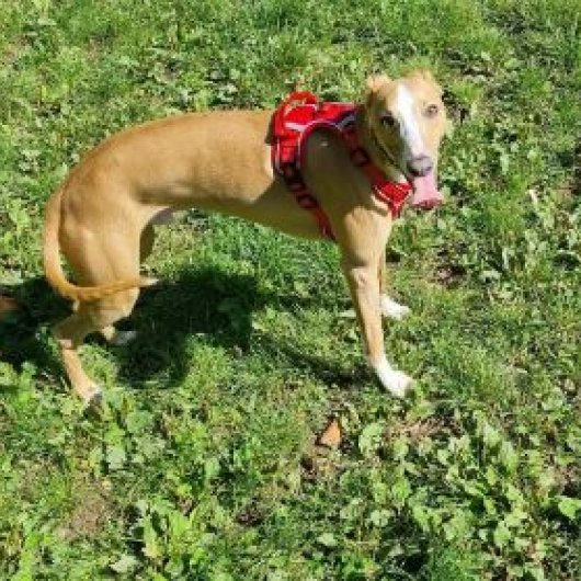 AdoptionsUk's tweet image. Please retweet to help Igor and Boo find a home together #LANARKSHIRE #SCOTLAND #UK
 Bonded pair, Whippets aged 1. They can live with another dog and with children aged 14+ as they can be bouncy. 'They will fill your life with love and laughter'
    
DETAILS or APPLY👇…