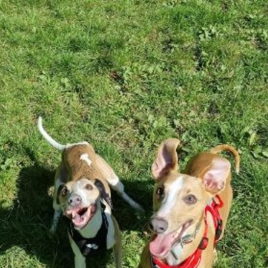 AdoptionsUk's tweet image. Please retweet to help Igor and Boo find a home together #LANARKSHIRE #SCOTLAND #UK
 Bonded pair, Whippets aged 1. They can live with another dog and with children aged 14+ as they can be bouncy. 'They will fill your life with love and laughter'
    
DETAILS or APPLY👇…