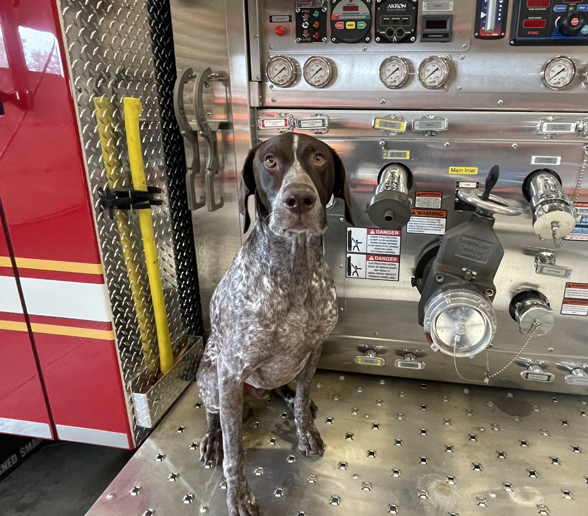 Happy 8th Birthday to Chester our Fire Dog! In service since a pup, look how far you have come buddy! Good Boy!