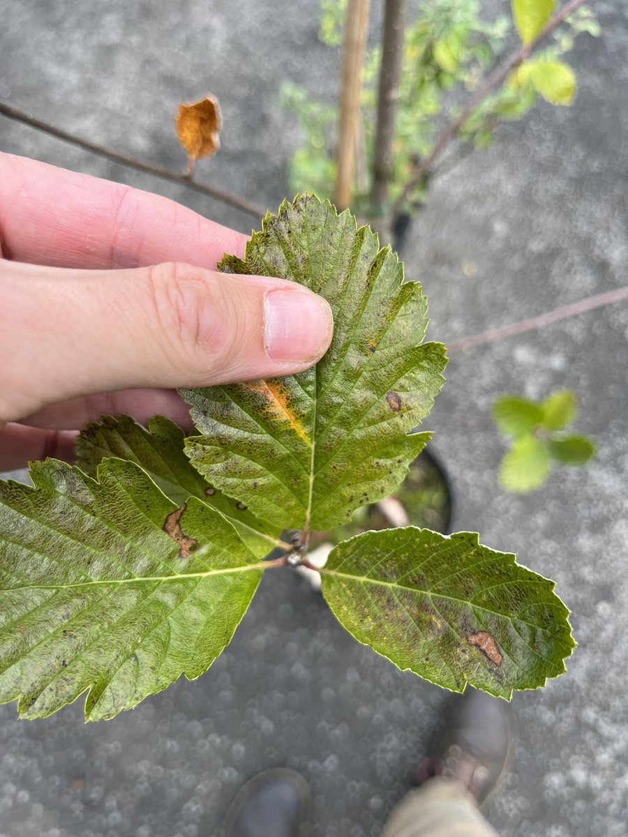 Robbie Blackhall-Miles (@fossilplants) on Twitter photo It’s all about partnerships in the world of #plantconservation. Today <a href="/TreborthBG/">Treborth Botanic Garden</a>, <a href="/chesterzoo/">Chester Zoo</a> and I got together to talk Cotoneaster, Sorbus and Saxifrages. We shared both knowledge + plants. Croeso to the ‘FossilPlants’ collection to the Llangollen whitebeam (Sorbus cuneifolia) It’s all about partnerships in the world of #plantconservation. Today <a href="/TreborthBG/">Treborth Botanic Garden</a>, <a href="/chesterzoo/">Chester Zoo</a> and I got together to talk Cotoneaster, Sorbus and Saxifrages. We shared both knowledge + plants. Croeso to the ‘FossilPlants’ collection to the Llangollen whitebeam (Sorbus cuneifolia)