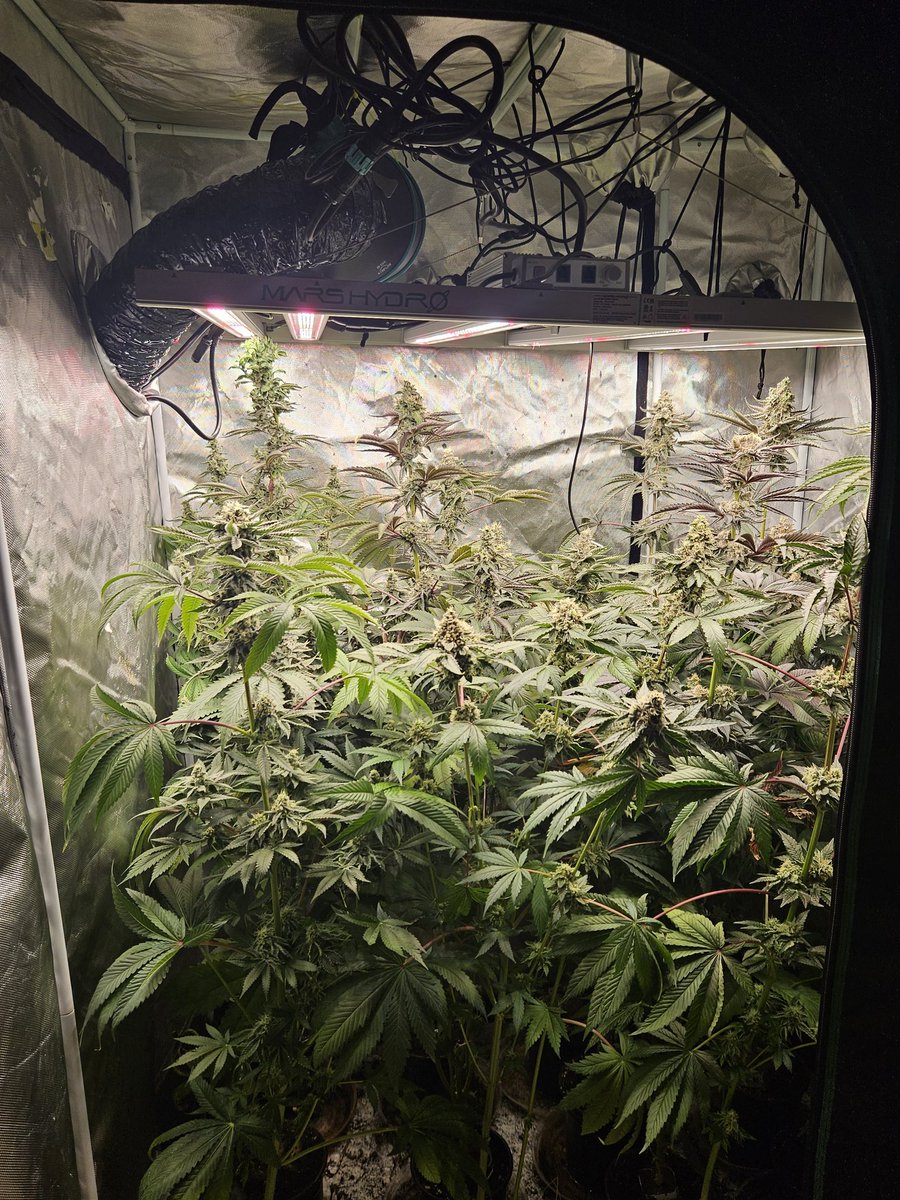 JamesHolleran22's tweet photo. Day 47 of flower under the FCE4800 Smart edition with 4 inch exhaust fan and carbon filtration @MarsHydroLight @Coco_Pan2022 https://t.co/PEZb0ejJXP