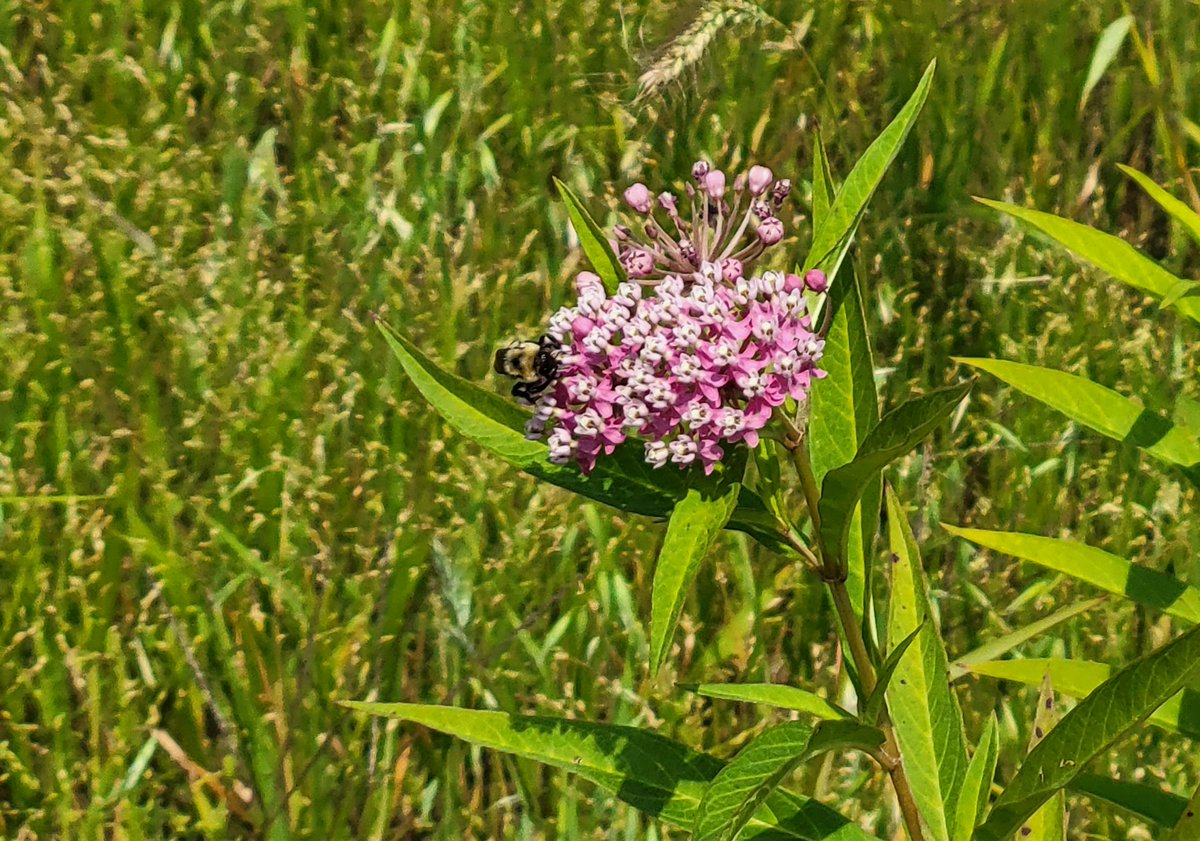 TheRockRipper's tweet photo. This bumble bee was chowing down on this swamp milkweed when another, bigger, bumble bee came along too! #InsectTwitter, can anyone tell me anything else about these bees? #InsectThursday https://t.co/l2n9QOJL0B