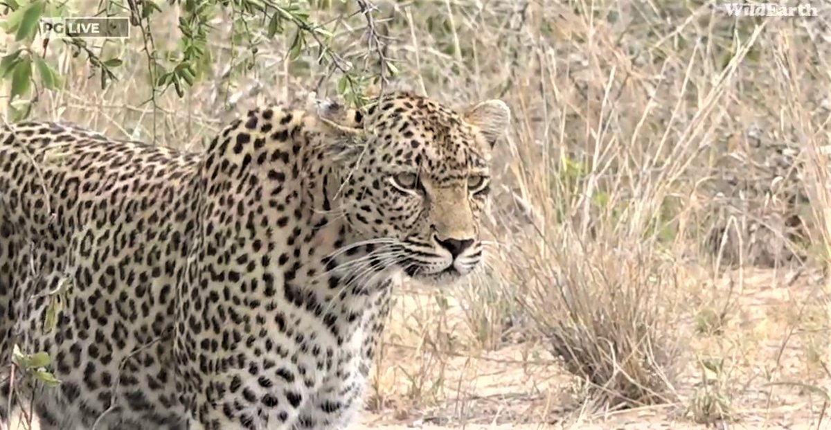 Chemelmar's tweet photo. ♥#Karula ♥ So many amazing memories of her reign as Queen of Djuma, and so very privileged to have been able to follow her life, and to still be able to follow her legacy on #wildearth https://t.co/56fPk8EcL5