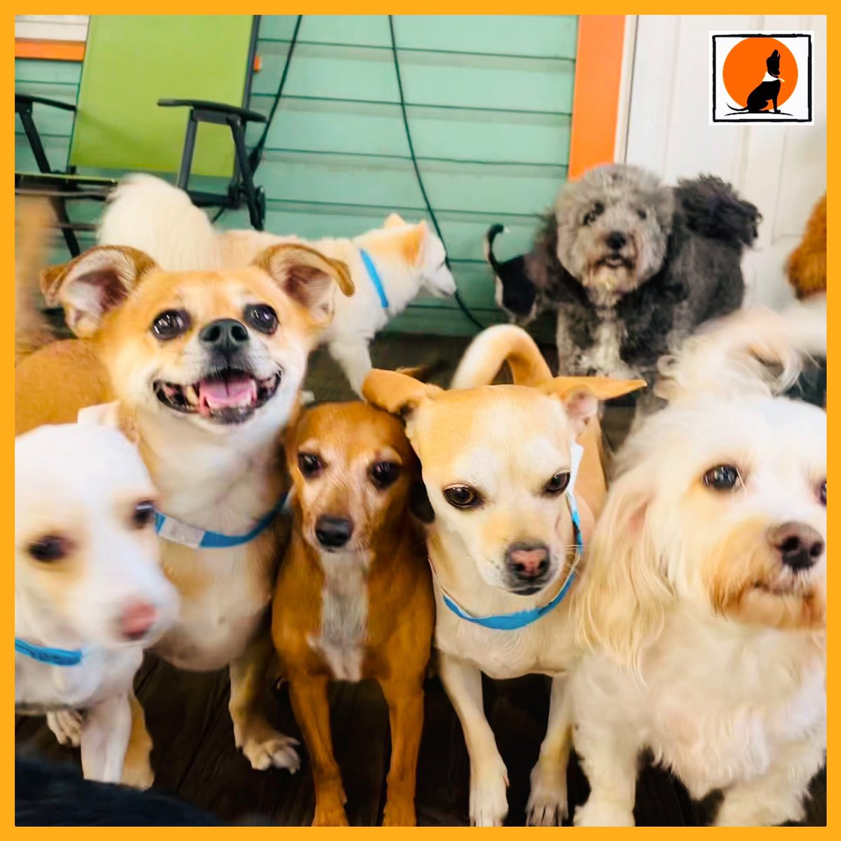 Group photo Day🐾
.
.
.
 #houstondogs #dogsofinstagram #dogsofhouston #houston #rescuedog #instadog #dogstagram #dog #dogs #puppiesofinstagram #puppy #htx #texas #rescuedogsofinstagram #dogoftheday #doglover #htown #dogsoftexas #dogsofinsta #adoptdontshop #houstondog