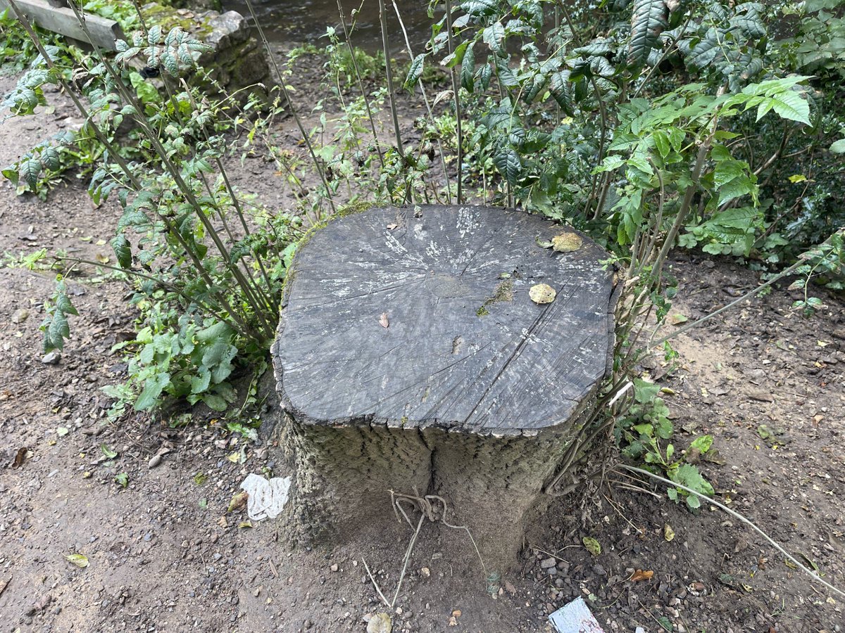 Everton Free School tweet media