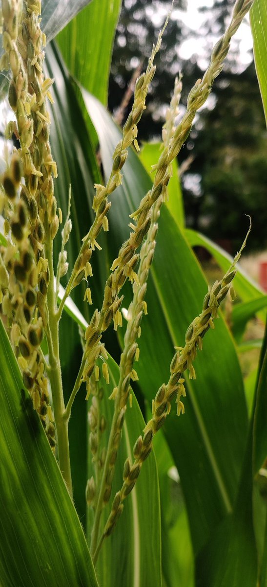 Some grasses in the garden of the Paris Natural History Museum 😊