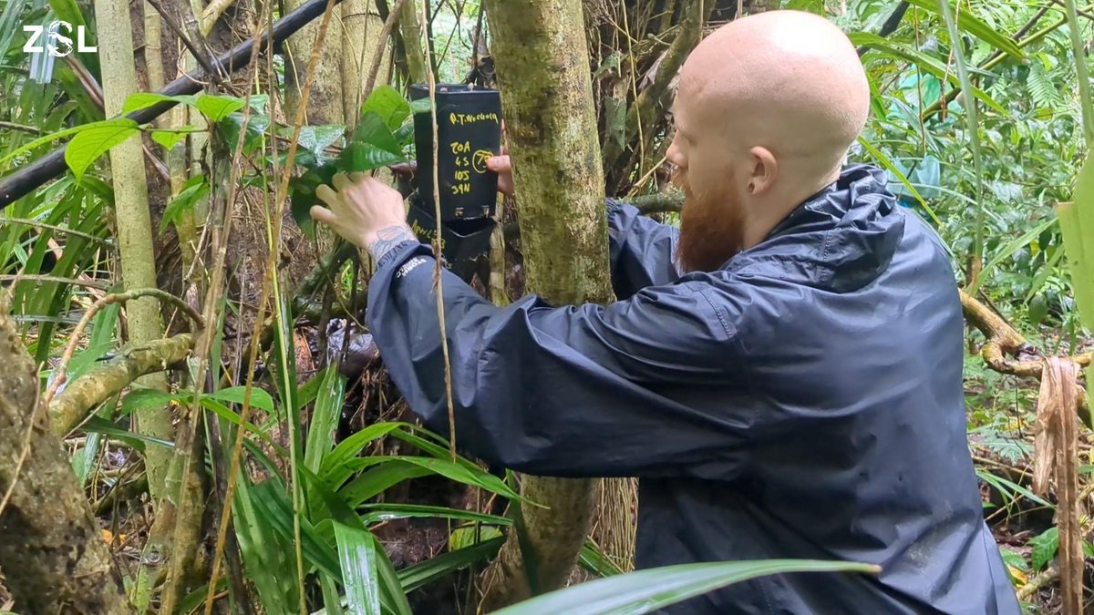 OfficialZSL's tweet photo. Thousands of #ExtinctInTheWild snails, bred at #ConservationZoos including @ZSLWhipsnadeZoo & @zsllondonzoo, have been flown to be reintroduced to their French Polynesian island home. Whipsnade keeper Tyrone helped rear them and is supporting the release: https://t.co/2m8OzDYKJl https://t.co/T11kuvVDfm