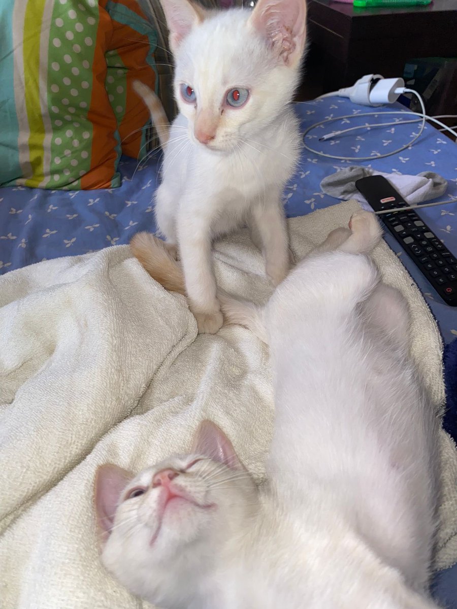 Si alguien quiere adoptar a estos gatitos bebés que me escriba por md💬