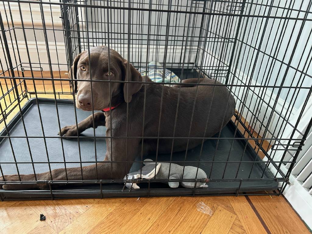 GG_Lab_Rescue's tweet photo. Urgent foster needed for 7 month old Nora - spayed, chipped, utd on vaccines. Sweet all around good lab.  Gentle - listens well - amazing dog, gets along with other dogs, doesn't jump on people. #goodgirl https://t.co/ekXBjdVzKH