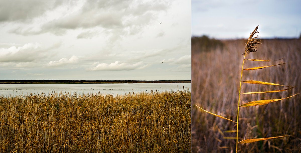 Lake Žuvintas, Lithuania
#photography #Lithuania #Autumnvibes #ReedDance 
alamy.com/portfolio/gerv…