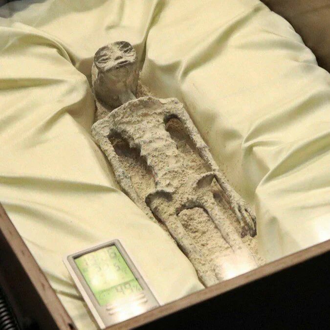 saral.club tweet media